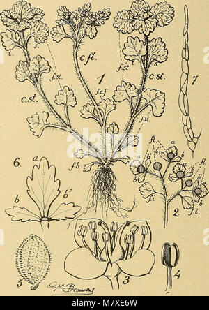 Bulletin de la société botanique de Genève (1913) (20430283542) Stockfoto