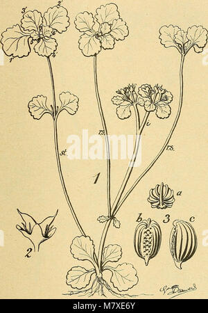 Bulletin de la société botanique de Genève (1913) (20445185751) Stockfoto