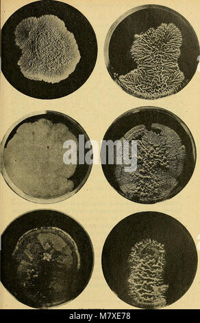 Bulletin de la société botanique de Genève (1918) (14581429478) Stockfoto