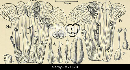 Bulletin de la société botanique de Genève (1918) (14581530077) Stockfoto