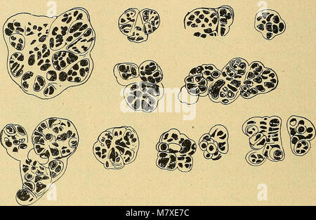 Bulletin de la société botanique de Genève (1918) (14765938594) Stockfoto