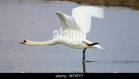 Seitenansicht des lustigen, stummen Schwans (Cygnus olor), der vom See in Großbritannien abfliegt und auf Zehenspitzen über das Wasser fliegt, als ob er Ballett tanzen würde! Stockfoto