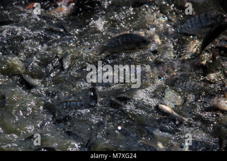 Tilapia-fisch (Mosambik Tilapia) Stockfoto