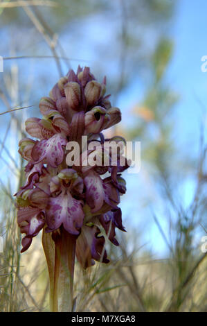Eine riesige Orchidee, Himantoglossum robertianum, wächst wild in der Provence, Frankreich. Eine der ersten Blumen des Frühlings. Stockfoto