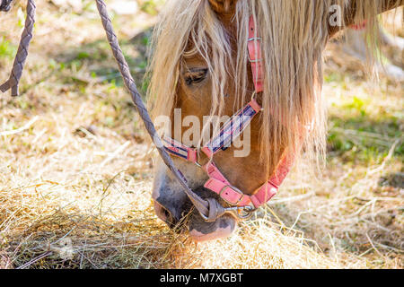 Horse Portrait Stockfoto