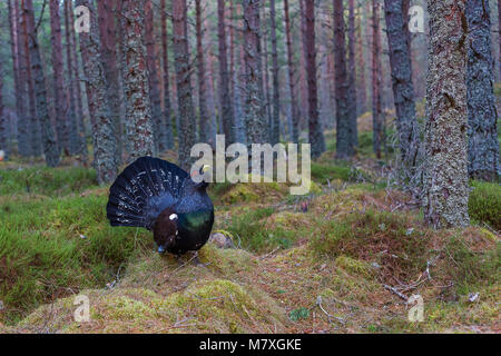 Männliche Auerhuhn anzeigen Stockfoto