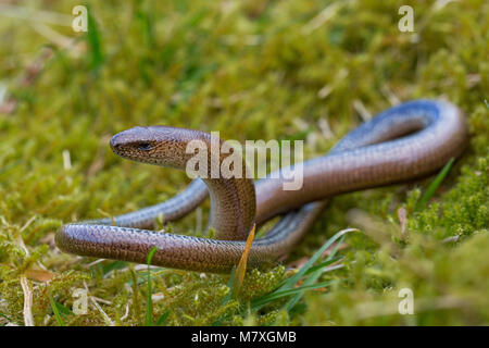 Langsam Wurm aus dem Ruhezustand kommend Stockfoto