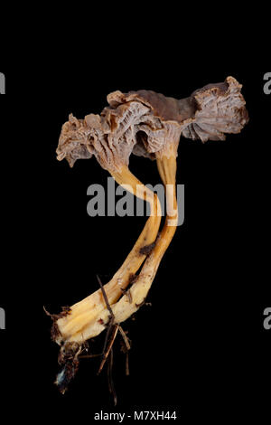 Zwei winter Pfifferlinge - Cantharellus tubaeformis - auf einem schwarzen Hintergrund fotografiert. Hampshire England UK GB Stockfoto