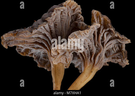 Zwei winter Pfifferlinge - Cantharellus tubaeformis - auf einem schwarzen Hintergrund fotografiert. Hampshire England UK GB Stockfoto