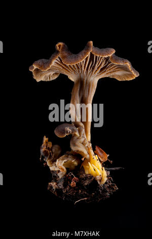 Winter chanterelle - Cantharellus tubaeformis - auf einem schwarzen Hintergrund fotografiert. Hampshire England UK GB Stockfoto