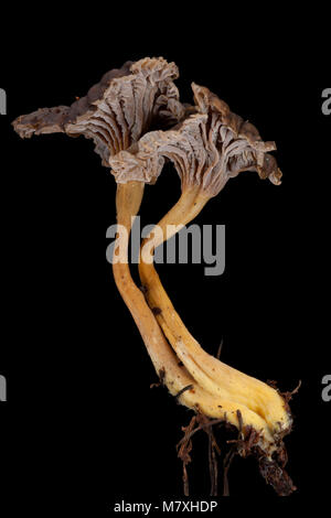 Zwei winter Pfifferlinge - Cantharellus tubaeformis - auf einem schwarzen Hintergrund fotografiert. Hampshire England UK GB Stockfoto