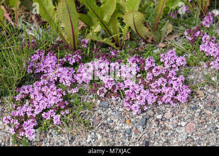 Wilder Thymian (Thymus polytrichus) Blumen in steinigen Tundra Lebensraum im Sommer wachsen. Narsaq, Kujalleq, Südgrönland Stockfoto