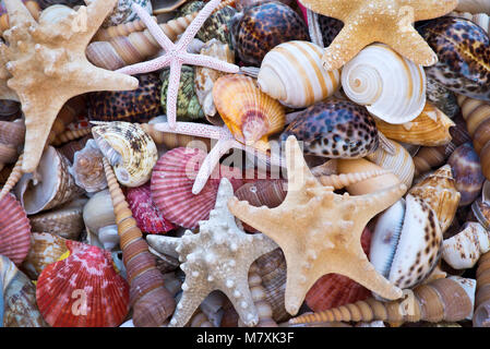Muscheln und Seesterne Hintergrund Stockfoto