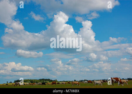 Sommer Frühling Landschaft im sonnigen Tag Stockfoto