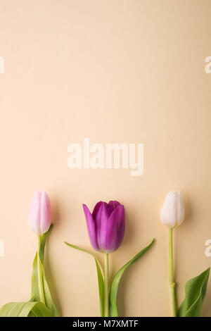 Tulpen auf cremefarbenem Hintergrund. Studio gedreht. Kopieren Sie Platz. Ostern und Frühjahr flach. Stockfoto