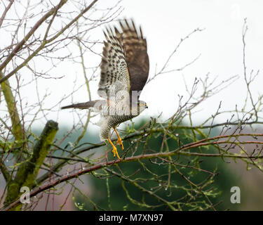 Eine eurasian sparrowhawk, Accipiter Nisus, weg von der Stange in einem Garten an einem Wintertag, Rheinland, Deutschland Stockfoto