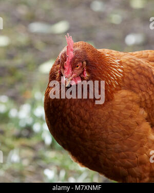 Eine freie Strecke und Neugierige inländischen Warren hybrid Huhn auf der Suche nach Nahrung an der North Yorkshire Kleinfarm in Nidderdale Stockfoto