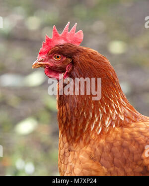 Eine freie Strecke und Neugierige inländischen Warren hybrid Huhn auf der Suche nach Nahrung an der North Yorkshire Kleinfarm in Nidderdale Stockfoto