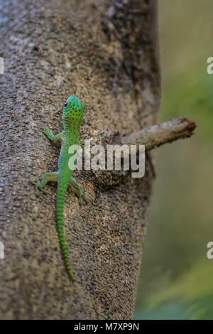 Koch Giant's Taggecko - Phelsuma madagascariensis Kochi, schöne bunte tagaktive Gecko endemisch auf Madagaskar, Tsingy. Stockfoto