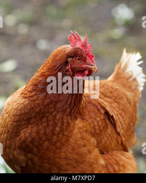 Eine freie Strecke und Neugierige inländischen Warren hybrid Huhn auf der Suche nach Nahrung an der North Yorkshire Kleinfarm in Nidderdale Stockfoto