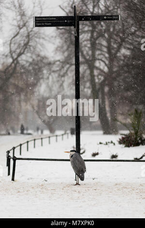 LONDON, UK-März 2018: Graureiher im Londoner Regent's Park während der seltenen Schneefälle Stockfoto