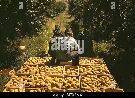 Ansicht der Rückseite des Arbeitnehmers schleppen Pfirsiche von Orchard an Versand Schuppen, Delta County, Colorado, USA, Russell Lee für die Farm Security Administration - Office of War Information, September 1940 Stockfoto