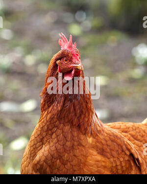 Eine freie Strecke und Neugierige inländischen Warren hybrid Huhn auf der Suche nach Nahrung an der North Yorkshire Kleinfarm in Nidderdale Stockfoto