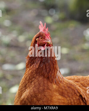 Eine freie Strecke und Neugierige inländischen Warren hybrid Huhn auf der Suche nach Nahrung an der North Yorkshire Kleinfarm in Nidderdale Stockfoto