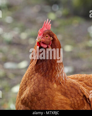 Eine freie Strecke und Neugierige inländischen Warren hybrid Huhn auf der Suche nach Nahrung an der North Yorkshire Kleinfarm in Nidderdale Stockfoto