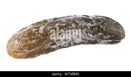 Die Qual Gurke auf einem weißen Hintergrund. Schließen Sie herauf Bild Stockfoto
