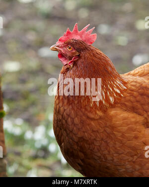 Eine freie Strecke und Neugierige inländischen Warren hybrid Huhn auf der Suche nach Nahrung an der North Yorkshire Kleinfarm in Nidderdale Stockfoto