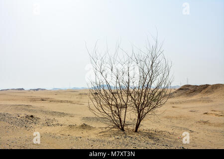 Wüste Landschaft Baum Silhouette Stockfoto