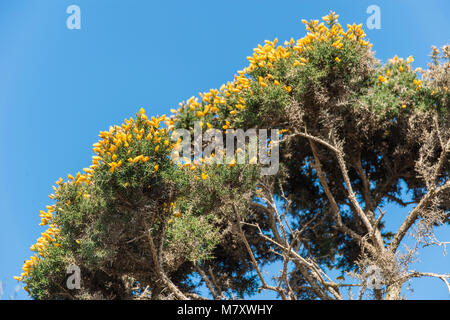 Gelber Ginster Blumen gegen den blauen Himmel Stockfoto