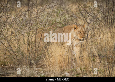 Löwin unter Büschen der Afrikanischen Savanne. Namibia. Stockfoto