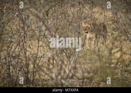 Löwin unter Büschen der Afrikanischen Savanne. Namibia. Stockfoto