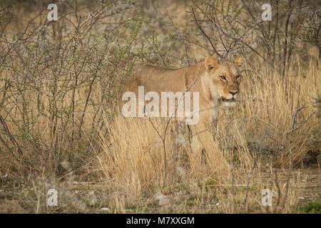 Löwin unter Büschen der Afrikanischen Savanne. Namibia. Stockfoto