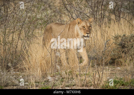 Löwin unter Büschen der Afrikanischen Savanne. Namibia. Stockfoto