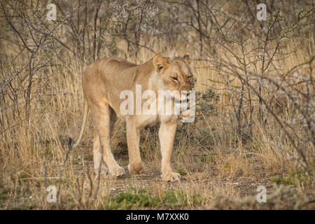 Löwin unter Büschen der Afrikanischen Savanne. Namibia. Stockfoto