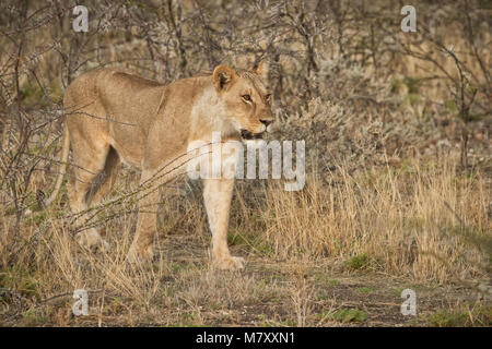 Löwin unter Büschen der Afrikanischen Savanne. Namibia. Stockfoto