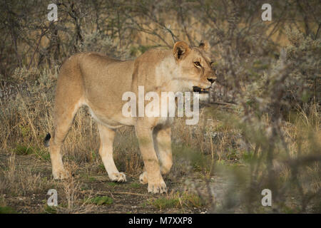 Löwin unter Büschen der Afrikanischen Savanne. Namibia. Stockfoto