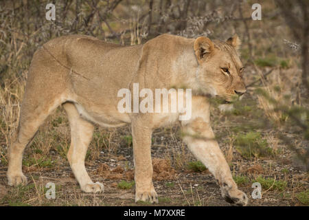 Löwin unter Büschen der Afrikanischen Savanne. Namibia. Stockfoto