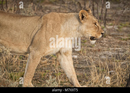 Löwin unter Büschen der Afrikanischen Savanne. Namibia. Stockfoto