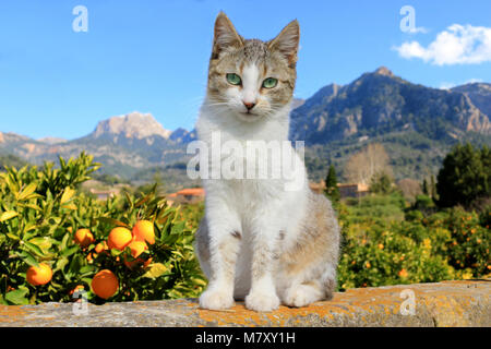 Hauskatze, schwarz tabby White, sitzen auf einer Wand vor dem Tal von Soller Stockfoto