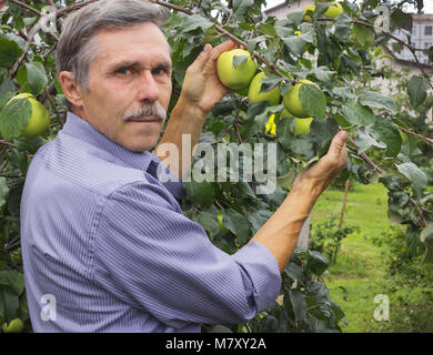 Älterer Mann im Obstgarten am Ende August Stockfoto