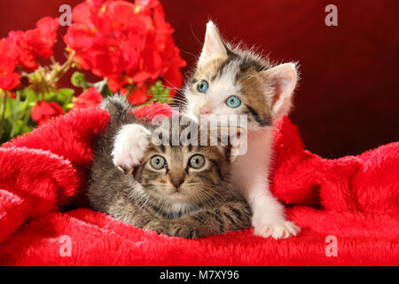 Zwei süße Kätzchen liegen auf einem roten Teppich mit roten Blumen Stockfoto