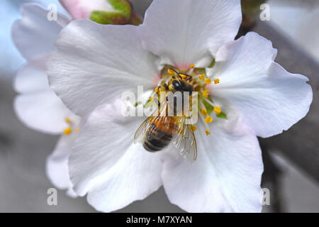 Honig-Biene bestäubt Blume Stockfoto