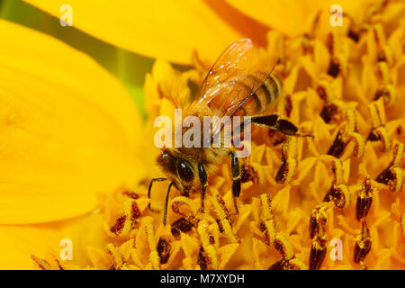 Honig-Biene bestäubt Blume Stockfoto