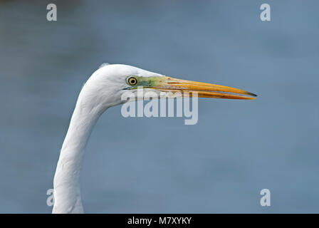 Silberreiher, Ardea alba Portrait Stockfoto