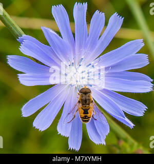 Bee-jerk sitzt auf einer blauen Blume. Sommer Saison. Stockfoto