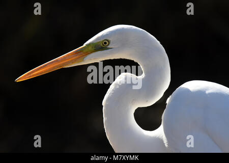 Silberreiher, Ardea alba Portrait Stockfoto